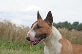 BULL TERRIER MINIATURE 036